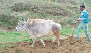 Local Farming With Cows In Jageshwar